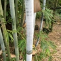 Healing Garden & Bamboo