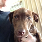 Dekalb Animal Hospital