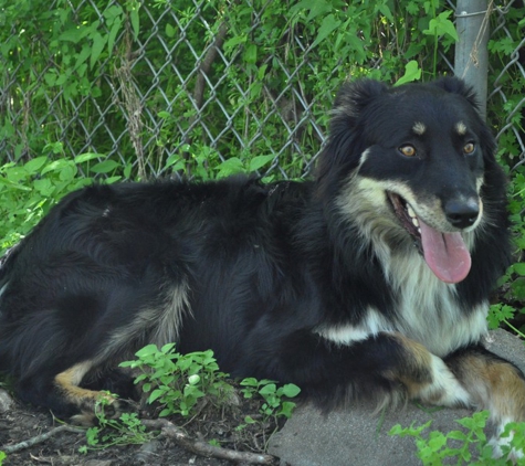 Converse Animal Shelter Inc - Converse, TX