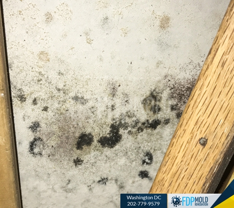 FDP Mold Remediation of DC - Washington, DC