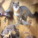 Darrell's Taxidermy - Taxidermists