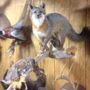 Darrell's Taxidermy