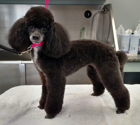 Morningstar Dog Grooming - Kingston, NH