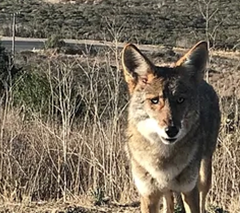 Bianco Varmint Control