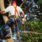 East Coast Tree Experts LLC