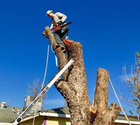 Kingdom Tree Services - Sacramento, CA