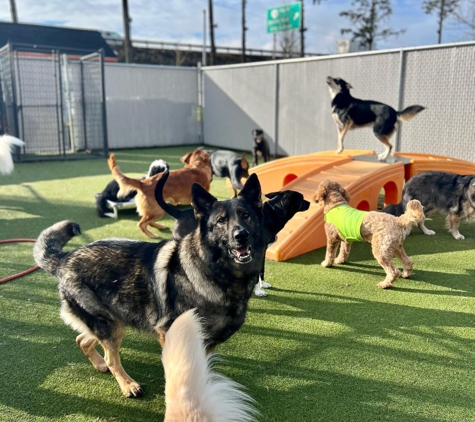 Luckydog Day & Night Care - Springfield, OR