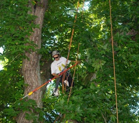 Manassas Tree Service - Manassas, VA