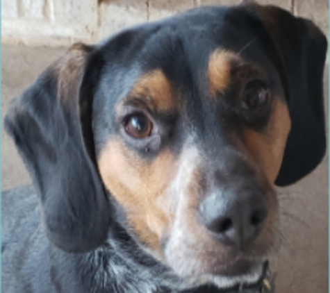 Pest Pups - Midlothian, TX. Huckleberry