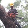 Coast to Coast Tree Service