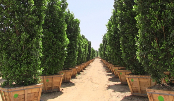 Big Tex Trees Nurseries - Conroe, TX