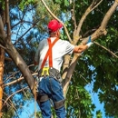 Stallworth's Tree Service Huntsville - Tree Service