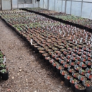 Behmerwald Nursery - Landscape Contractors