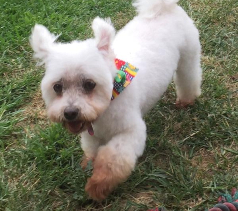 Stylish Dog Grooming - Aberfeldie, VIC