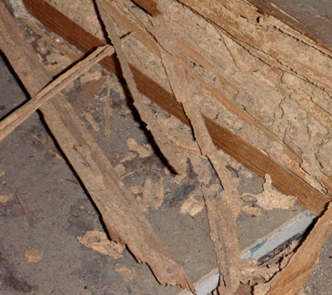 Cure-All White Ant Man. Under floor termite damage