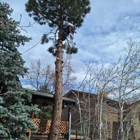 Tree Service Denver