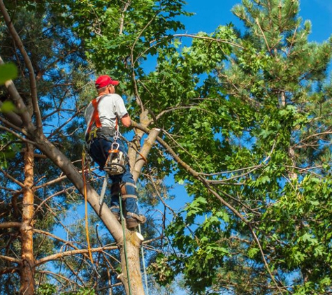 Kansas City Tree Trimming & Removal Service - Kansas City, MO. Tree Pruning Kansas City