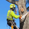 Affordable Tree Service Inc. - Tree Service Miami gallery