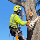 Affordable Tree Service Inc. - Tree Service Miami - Tree Service