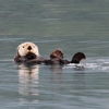 Alaska Fjord Charters gallery