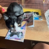 Bertha's Beans Cat Cafe gallery