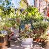 Flowerland Nursery gallery
