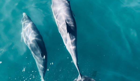 Dolphin Safari - Dana Point, CA