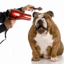 Doggy Divas on the Go - Mobile Pet Grooming
