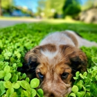 Paoli Vetcare