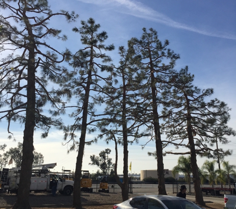 B & M Gardening & Tree Services - Bakersfield, CA