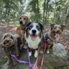 Shoreline Happy Paws gallery