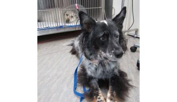 Whitehorse Veterinary Hospital