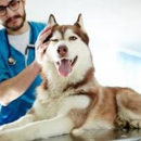 Morganna Animal Clinic & Boarding Kennel - Manassas - Veterinary Clinics & Hospitals