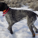 Crazy Mountain Wirehairs - Pet Breeders