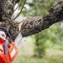 Arbor Tree Care - Tree Service