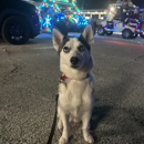Adventure Paws Training - Dog Training