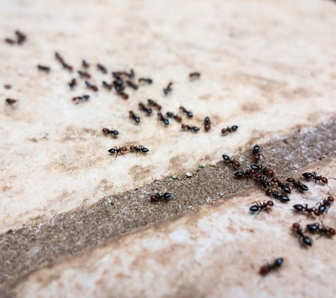 GV Pest Off - Shepparton, VIC