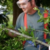 Mark Davidson Tree Service gallery