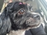 Monica's Merry Pets - Dog & Cat Clipping & Grooming