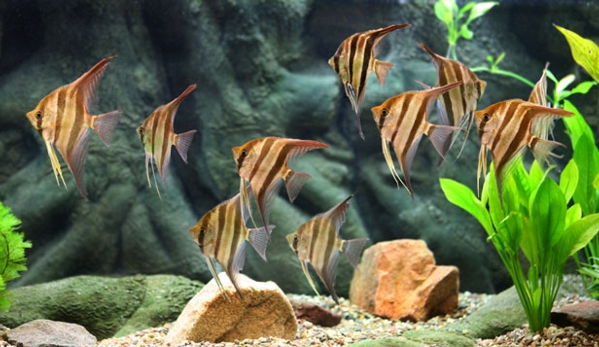 Aquatech Aquarium Service - Culver City, CA