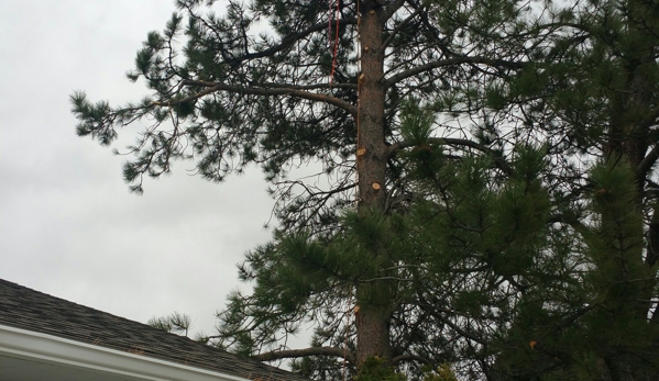 Tree Frog Tree Service - Hamilton, MT