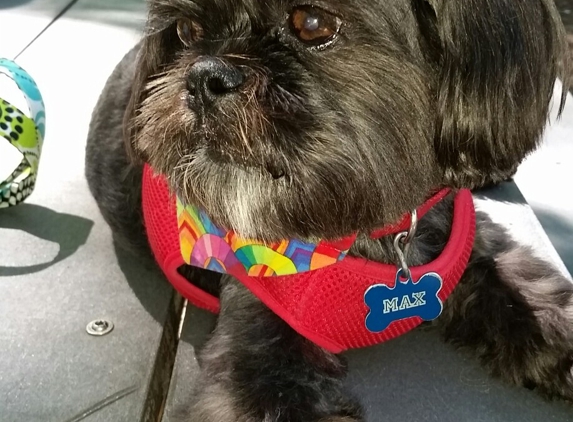 Fur Mobile Grooming Salon - Bethlehem, GA. Max Smith with his new haircut.