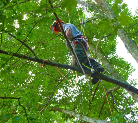 Joe Marra Tree Service - Kinnelon, NJ