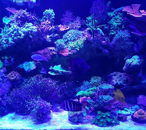 Hooked on Fish and Corals INC - Hialeah, FL