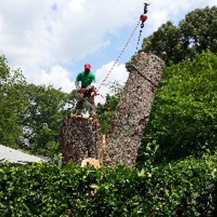 Serious Tree Services - Powder Springs, GA