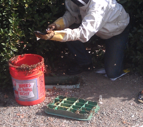 Honeydale Beekeeping - Stockton, CA