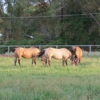 Wallace Quarter Horses gallery