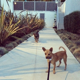 Valley Vacay Dog Sitting - Porter Ranch, CA