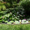 Aquarium and Pond Services gallery