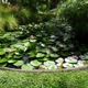 Aquarium and Pond Services